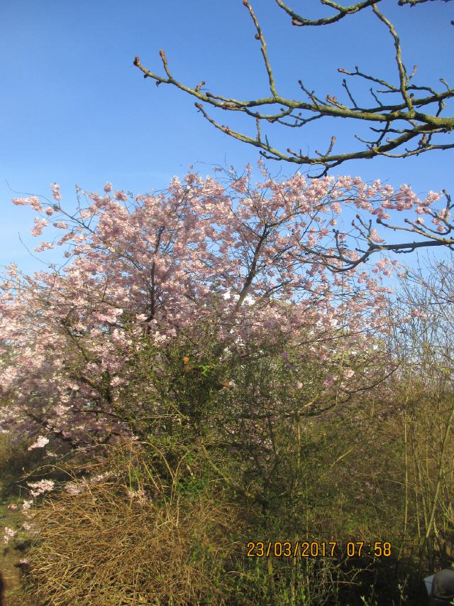 Diesen frühen Start verdanken wir dem schönsten aller Frühlingsboten: der Mandelblüte. So klein und zart sie auch ist, sie ist der Star. Sie verzaubert die romantische Landschaft von Bockenheim bis Schweigen-Rechtenbach mit ihren sanften Farbklecksen - und uns gleich mit.
