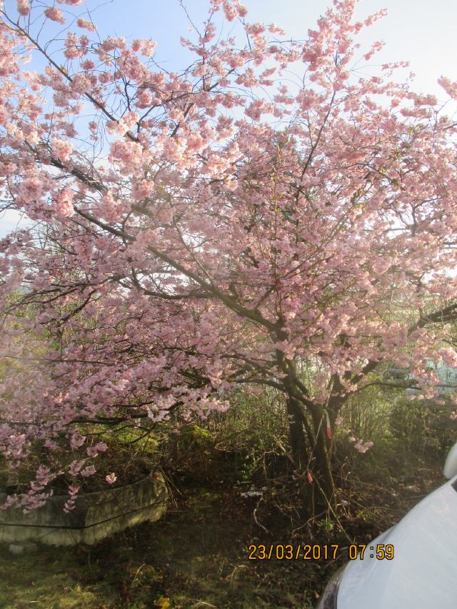 Die Pfalz bietet eine ganze Menge Highlights über das ganze Jahr verteilt. Kein Ereignis jedoch wird derart herbeigesehnt wie die Mandelblüte, die im März oder April die gesamte Region nicht nur in ein zauberhaft luftiges rosa Kleid hüllt, sondern damit auch das Ende der kalten, winterlichen Jahreszeit markiert.