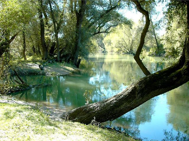 Altrheinarm in der Pfalz