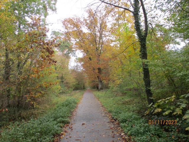 Im Hardtwald Richtung Graben-Neudorf