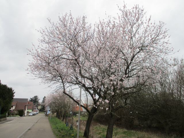 Diesen frühen Start verdanken wir dem schönsten aller Frühlingsboten: der Mandelblüte. So klein und zart sie auch ist, sie ist der Star. Sie verzaubert die romantische Landschaft von Bockenheim bis Schweigen-Rechtenbach mit ihren sanften Farbklecksen - und uns gleich mit.