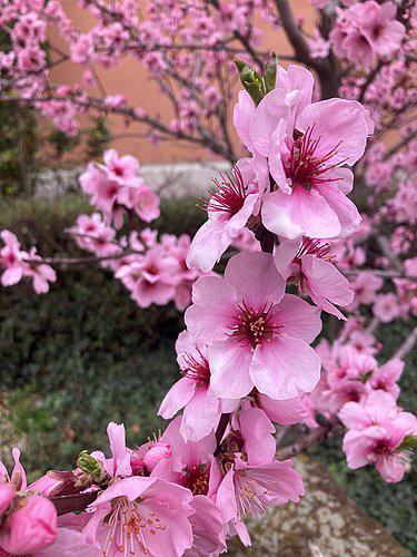 Die Pfalz bietet eine ganze Menge Highlights über das ganze Jahr verteilt. Kein Ereignis jedoch wird derart herbeigesehnt wie die Mandelblüte, die im März oder April die gesamte Region nicht nur in ein zauberhaft luftiges rosa Kleid hüllt, sondern damit auch das Ende der kalten, winterlichen Jahreszeit markiert.