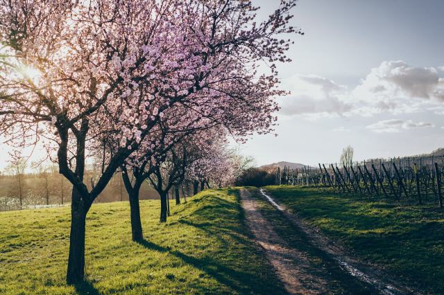 Mandelblüten Tour/Pfalz