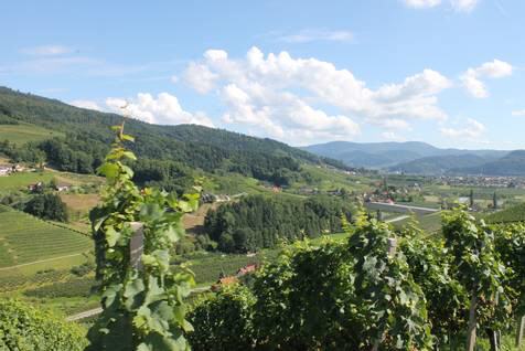 Weinlandschaft in der Ortenau.